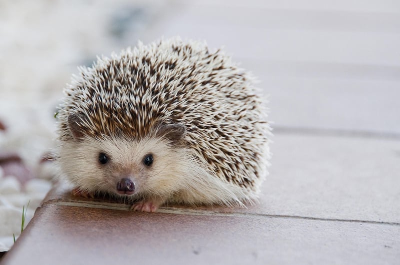 Tiny Creatures