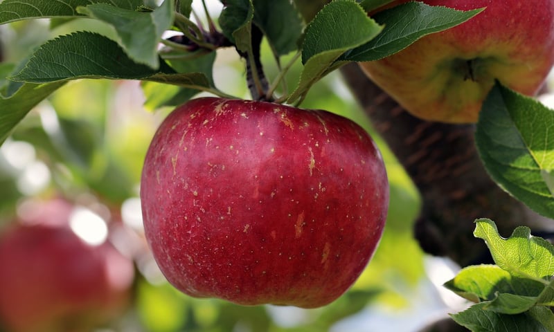Aurora Apples