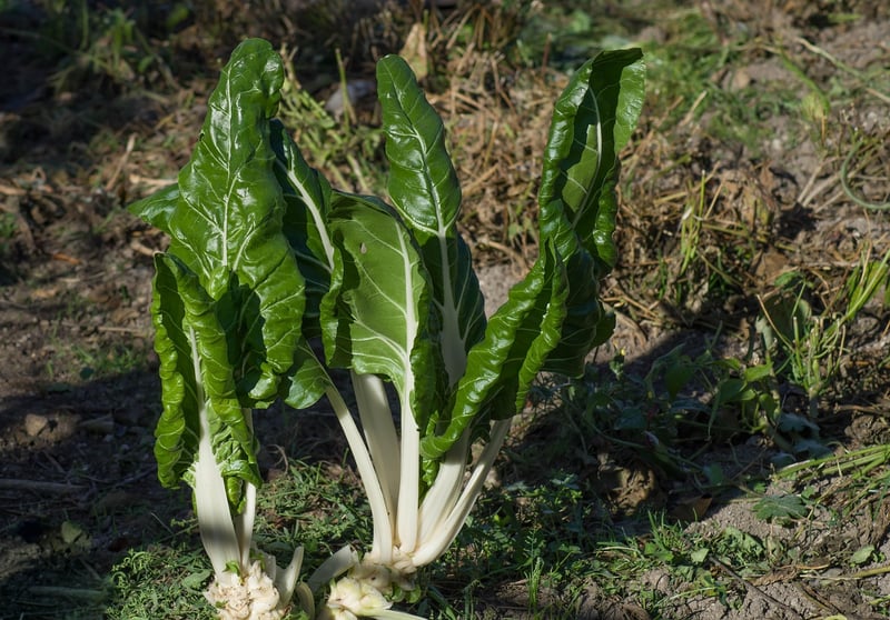 Rainbow Chard
