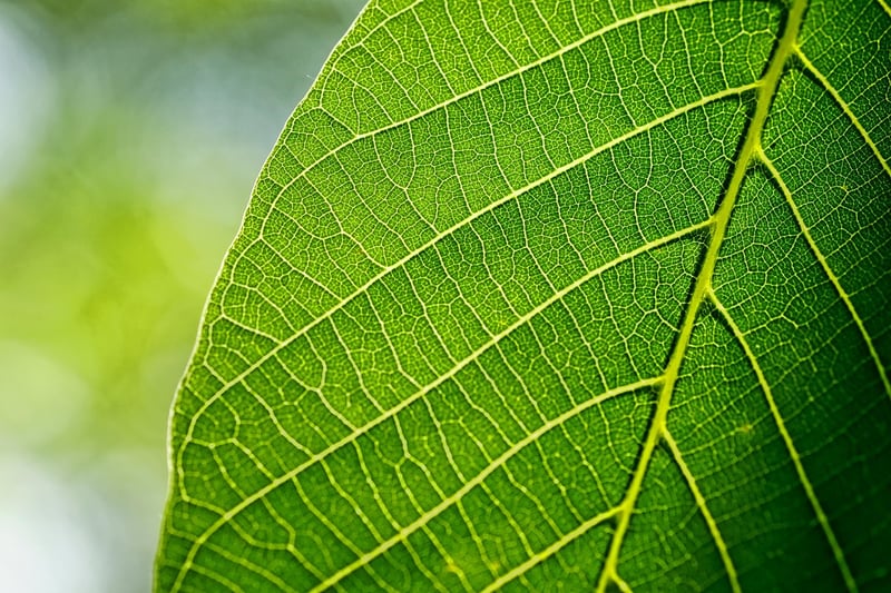 Gardenwise Privacy Policy